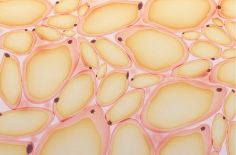 fat melting injection.