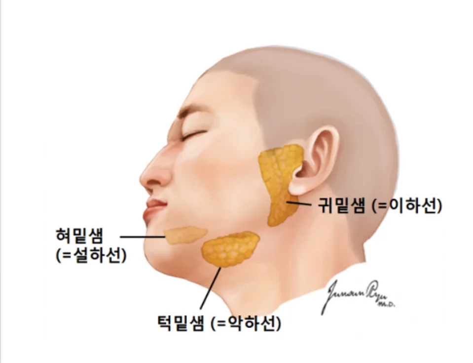 An anatomical side-view illustration of the human head showing the three major salivary glands — the parotid gland (near the ear), the submandibular gland (below the jaw), and the sublingual gland (under the tongue). Each gland is labeled in Korean with its corresponding English name in parentheses.