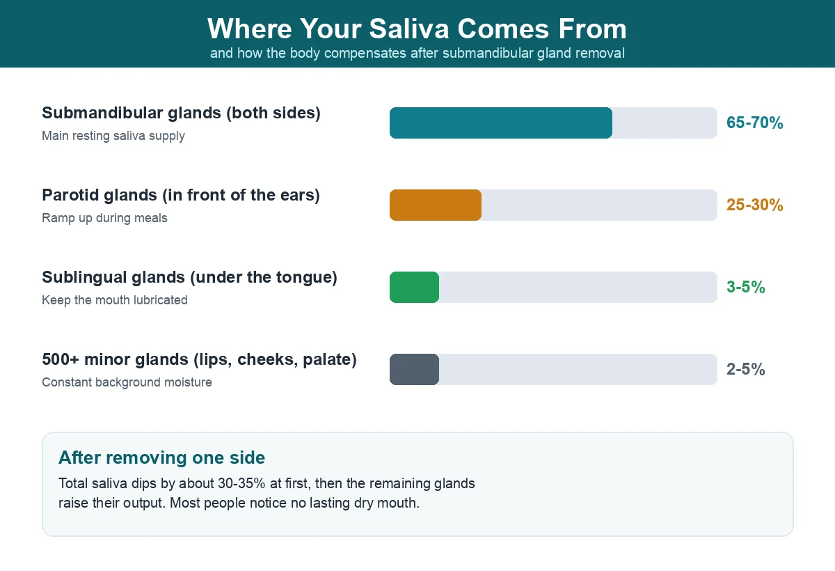 Infographic showing saliva contribution by gland: submandibular 65-70 percent, parotid 25-30 percent, sublingual 3-5 percent, and 500-plus minor glands 2-5 percent, with a note that the remaining glands compensate after submandibular gland removal.