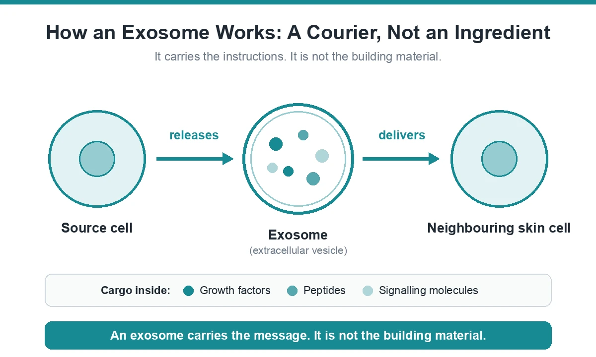 Diagram showing how exosome treatment in Korea delivers growth factor signals between skin cells