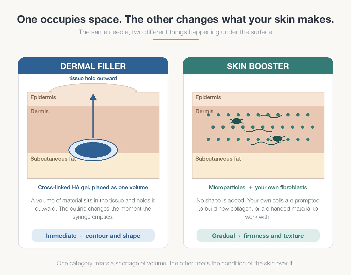 Skin booster vs filler diagram showing a gel occupying space versus cells rebuilding collagen