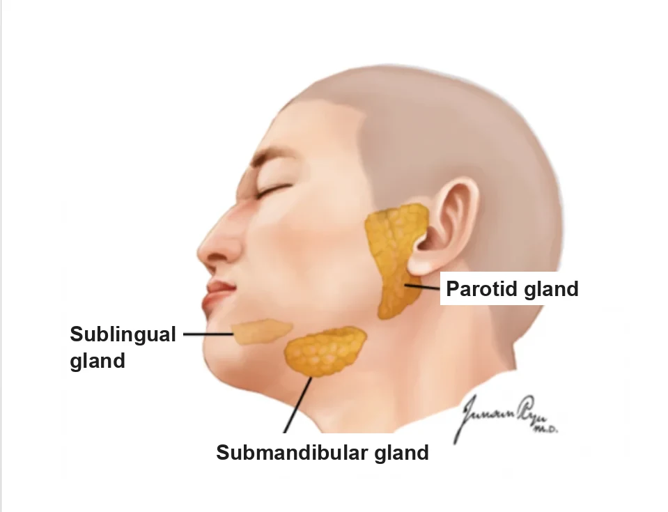 Diagram of the three major salivary glands: parotid, submandibular and sublingual